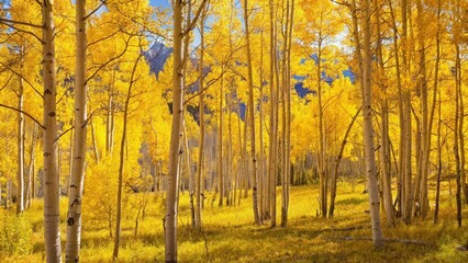 Obraz premium Autumn aspen tree forest in the San Juan Range of the Rocky Mountains, Colorado