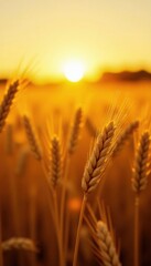 Wheat crop glowing in the warm golden light of sunset, farm, wheat, agriculture