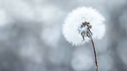 Beautiful CloseUp of Dandelion Seed Head Glowing Gracefully Against a Soft Focus Background : Generative AI