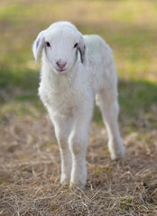 Sheep lamb a few days old on a pasture in early spring