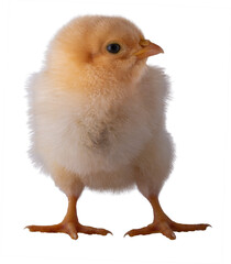 Obraz premium Bright yellow chick that looks like it is studying the lens