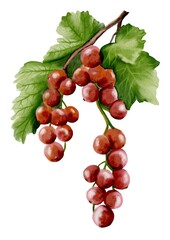 Obraz premium Redcurrant watercolor illustration for fabric and wallpaper design inspiration