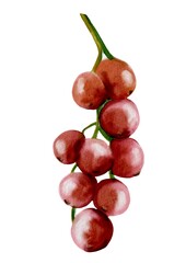 Vibrant redcurrant watercolor illustration for textile and packaging design