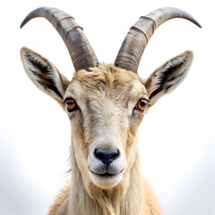 Fototapeta premium Mountain goat portrait