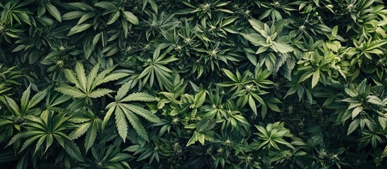 Overhead view capturing a dense field of marijuana plants in natural light