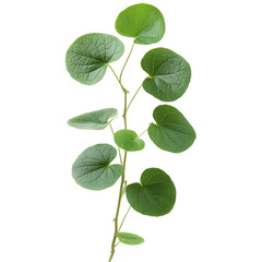 Isolated Pepperomia Plant Stem with Leaves