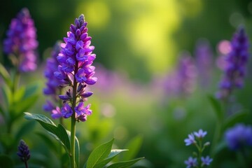 Obraz premium Purple wildflowers blooming in a secret garden, garden, plants