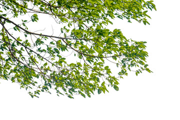 green leaves isolated on white