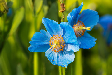 Blue plant Meconopsis Grandis
