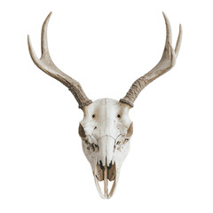 Single Deer Skull with Antlers for Wall Mounting, Isolated on transparent background 