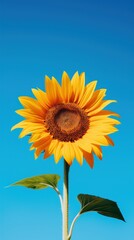 Obraz premium Sun flower against a clear sky sunflower nature plant.