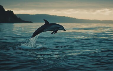 Fototapeta premium A dolphin leaping joyfully in the middle of the ocean