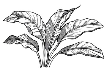 Exotic tropical plants. Black and white engraved ink art. Isolated leaves illustration element on white background.