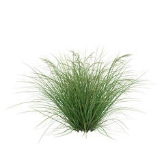  Free PNG 3d illustration of Poa labillardieri Eskdale 3 tree frontal isolated transparent background perfectly cutout high resolution