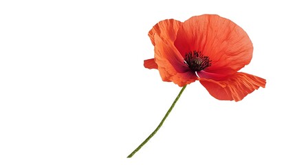Obraz premium Single Red Poppy Flower on White Background