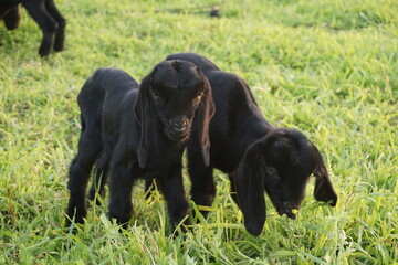 Adorable small goats are playing on a meadow, Playful goat kids are grazing
