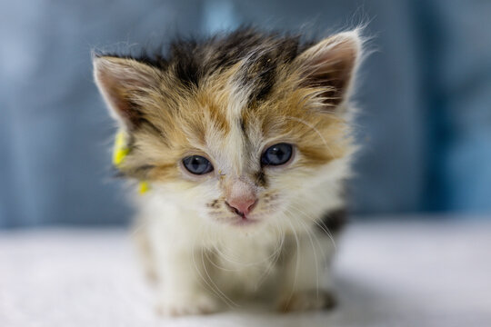 A kitten with blue eyes and a yellow identification tag is being treated at a veterinary clinic which is a testament to animal protection and rescue efforts. Rescue and treatment of homeless animals.