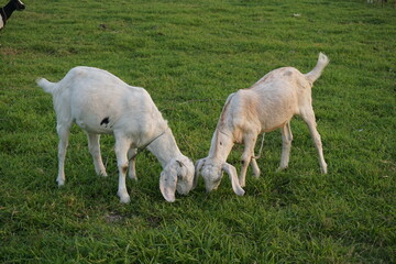 Obraz premium A flock of goat grazing on the green grass, Young goat eating grass and walking on a meadow, A sheep grazing green grass on a village farmland