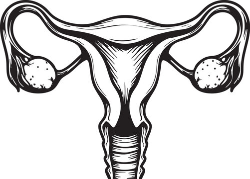 Female reproductive system in black and white