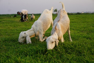 A flock of goat grazing on the green grass, Young goat eating grass and walking on a meadow, A sheep grazing green grass on a village farmland