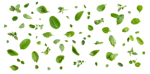 Fresh green leaves scattered on transparency background, showcasing various shapes and sizes, perfect for culinary or design use. Isolated on Transparent Background