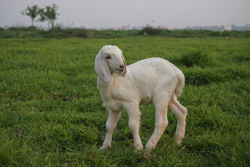 Obraz premium Adorable small goats are playing on a meadow, Playful goat kids are grazing