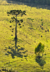 Large Araucaria tree and small tree casting shadows on a grassy mountainside
