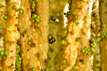 Detail of fruits in different stages of ripening on the trunks and branches of an adult jaboticaba tree
