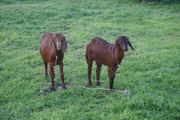 Fototapeta premium A flock of goat grazing on the green grass, Young goat eating grass and walking on a meadow, A sheep grazing green grass on a village farmland