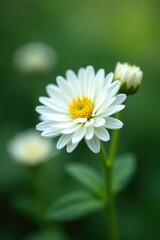 Obraz premium Small white chrysanthemum clusters in soft focus, white flowers, soft focus