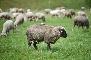 Sheep on green meadow. Country, farming.