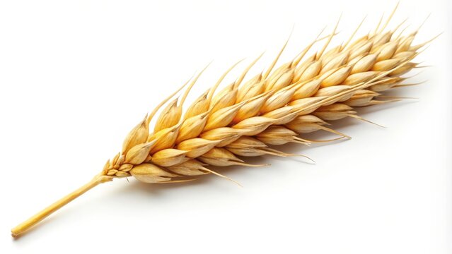 Wheat Ear on White Background