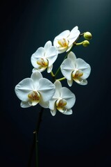 White orchid branch against a dark and mysterious background with light filtering through, simple, shadows