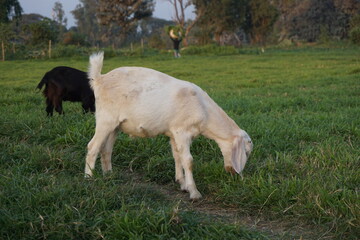 Obraz premium A goat grazing on in the green grass, Young goat eating grass and walking on a meadow, A sheep grazing on a village farmland