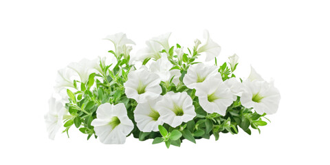 Flower petunias bush isolated on white background