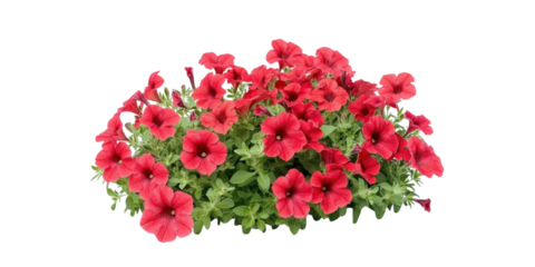 Flower petunias bush isolated on white background