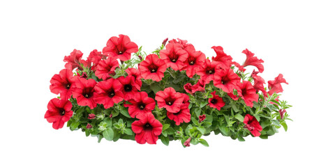 Flower petunias bush isolated on white background