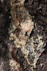 resin accumulated due to over-secretion from an injury on the tree trunk