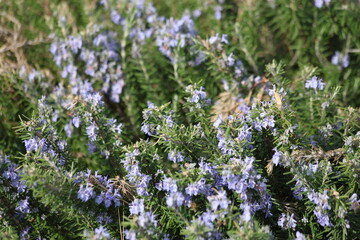 Obraz premium flowers of rosemary plant in the garden