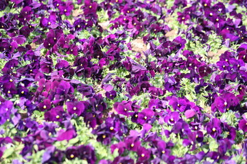 Fototapeta premium Purple garden pansies (Viola wittrockiana) in a park