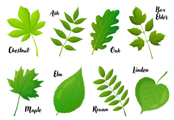 European trees leaves set of vector illustrations. Botanical collection, plants, flora, park, garden