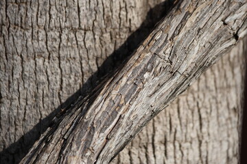 thick vine stem entwining around the trunk of a palm tree