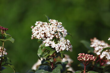 flowers and leaves of viburnum tinus known as Laurestine bush 