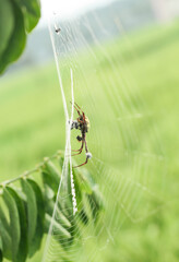 Photo of a spider perched in its nest.