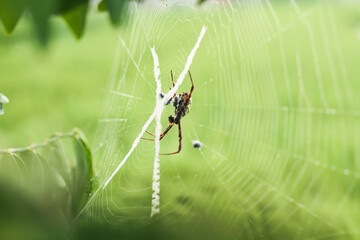 Photo of a spider perched in its nest.