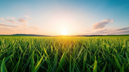 The setting sun casts a warm golden glow across a vast green field, creating long shadows and a peaceful, serene atmosphere.