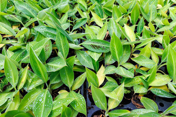 Banana seedlings in greenhouse of banana plantation on Madeira Island in Portugal