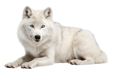 A majestic Arctic wolf with thick white fur and piercing blue eyes moves gracefully against a white background.