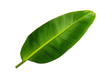 Fototapeta premium Banana leaf with frayed edges and prominent midrib isolated on transparent white background