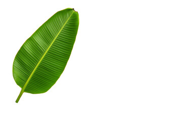 Obraz premium Banana leaf with frayed edges and prominent midrib isolated on transparent white background